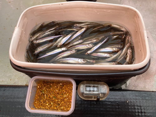 ワカサギの釣果