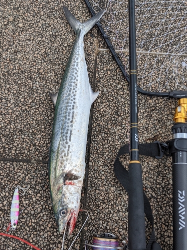 サゴシの釣果