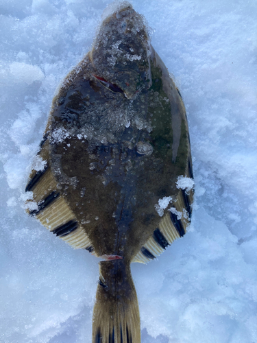 カレイの釣果