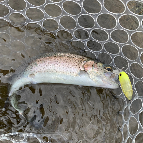 ニジマスの釣果