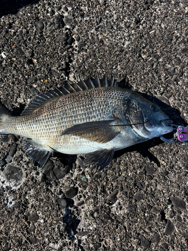 チヌの釣果