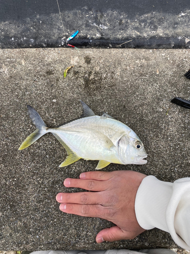 ロウニンアジの釣果