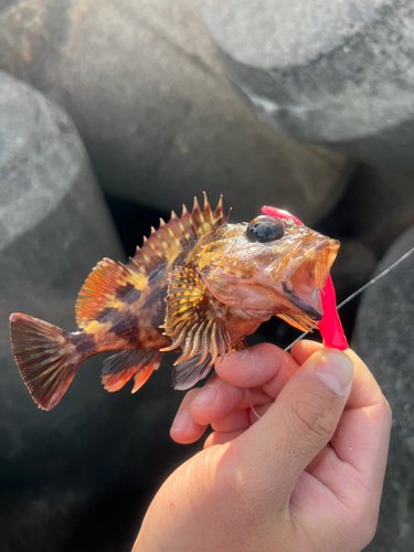 カサゴの釣果