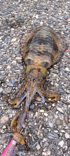 アオリイカの釣果