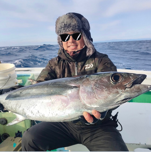 ビンチョウマグロの釣果