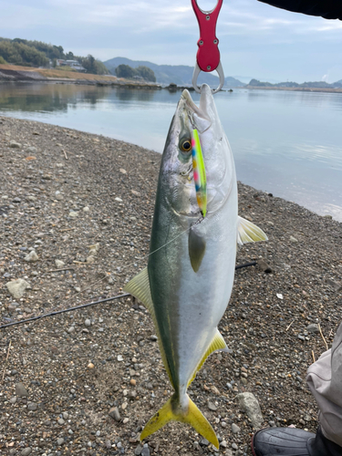 ブリの釣果