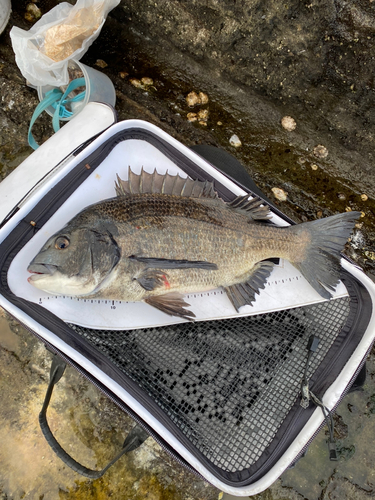 クロダイの釣果