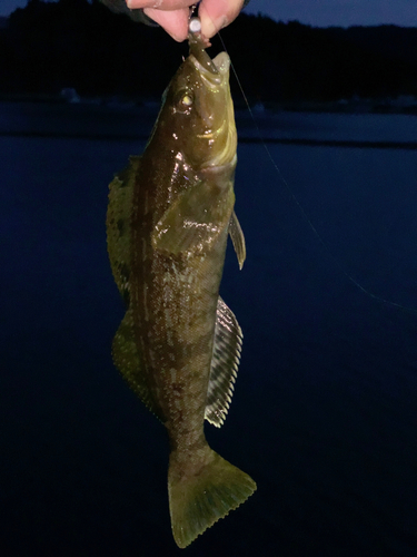 アイナメの釣果