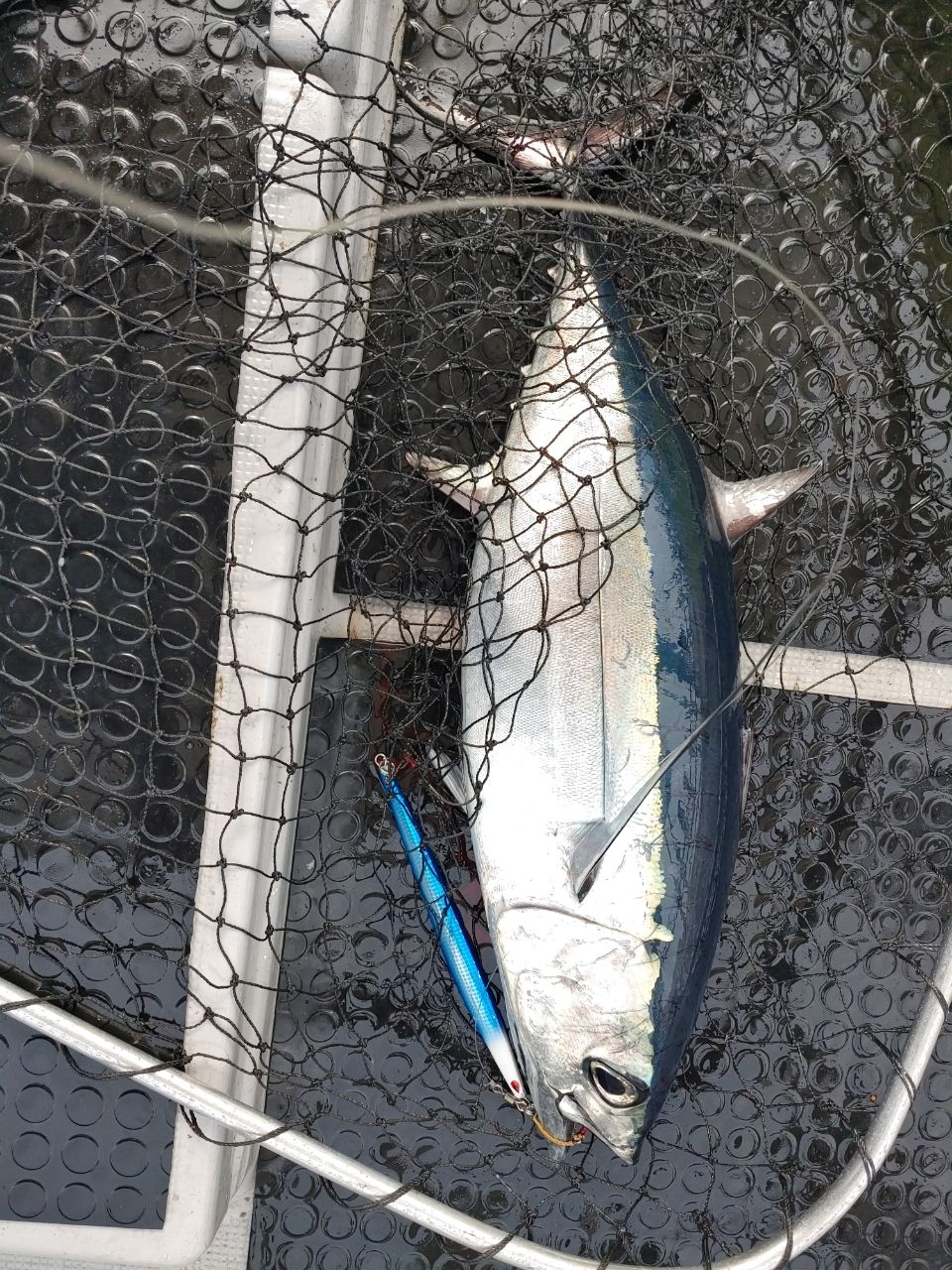 三重県ジギング船　絆さんの釣果 2枚目の画像