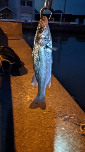 セイゴ（マルスズキ）の釣果