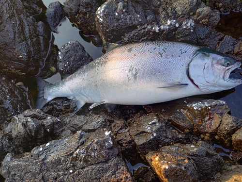 ウミサクラの釣果