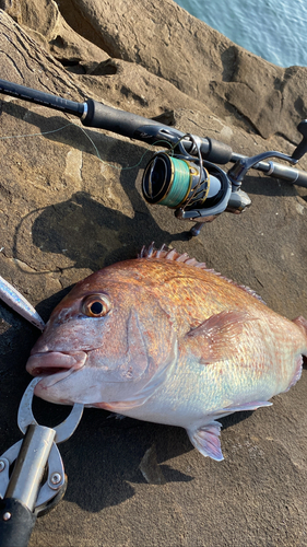 タイの釣果