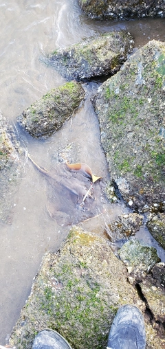 アカエイの釣果