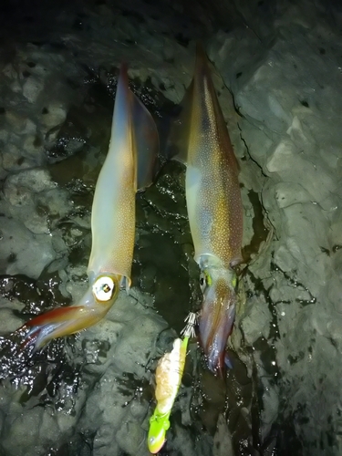 ヤリイカの釣果