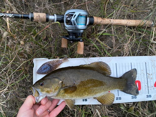 スモールマウスバスの釣果