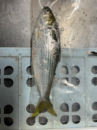 コノシロの釣果