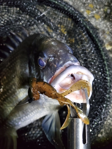 キビレの釣果