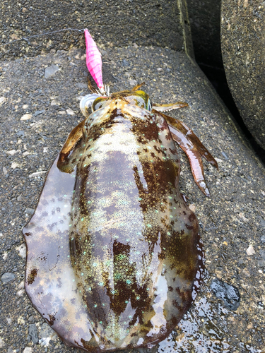 アオリイカの釣果