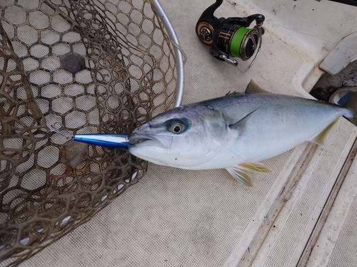 ヤズの釣果