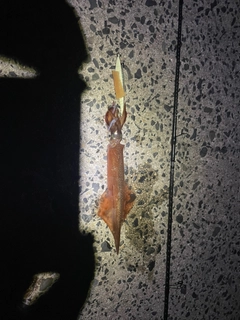 ヤリイカの釣果