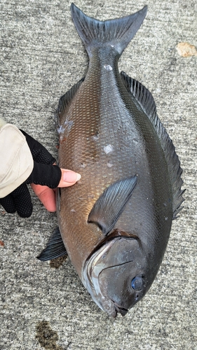 オナガグレの釣果