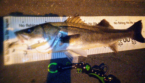 シーバスの釣果