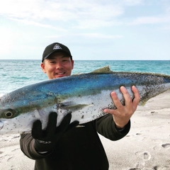 ブリの釣果