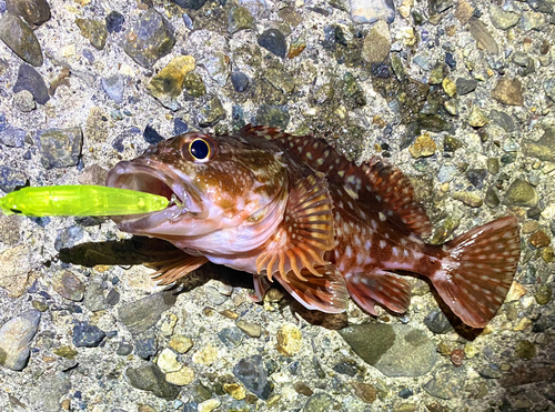 カサゴの釣果