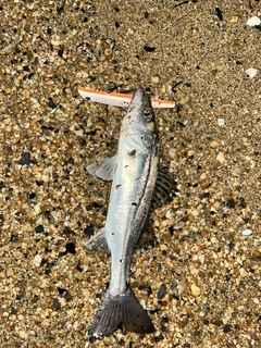 セイゴ（マルスズキ）の釣果