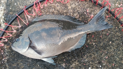 オナガグレの釣果