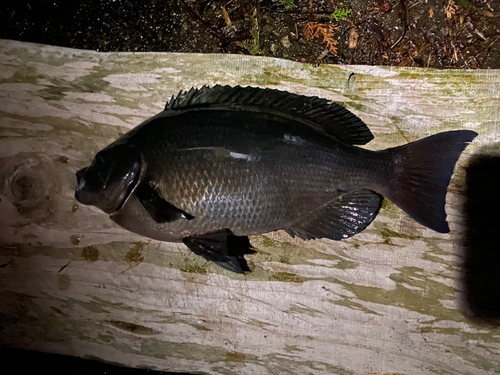 メジナの釣果