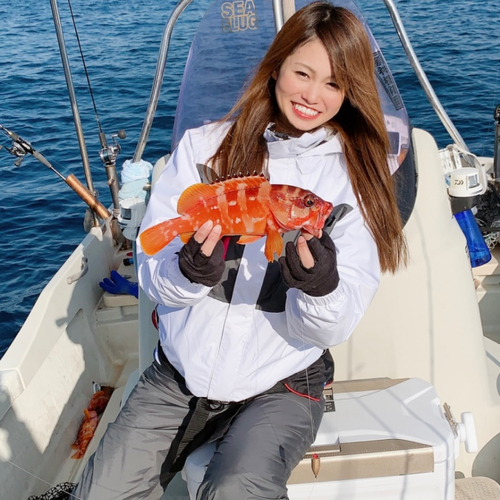 アカハタの釣果