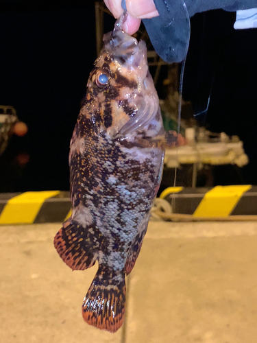 オウゴンムラソイの釣果