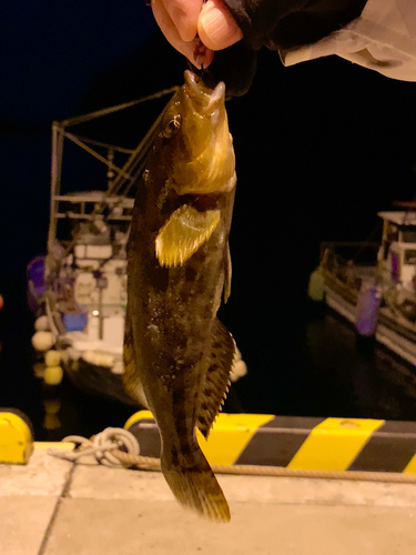 アイナメの釣果