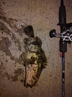 タケノコメバルの釣果