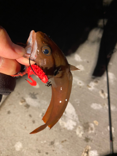 ドンコの釣果