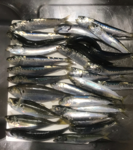 イワシの釣果