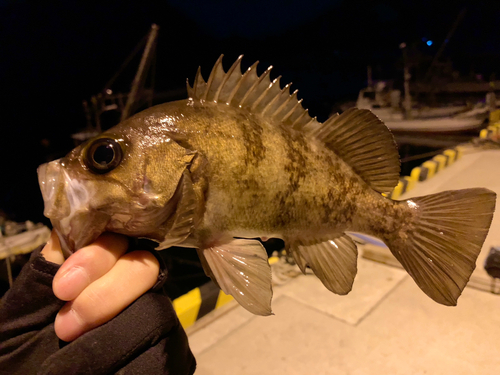 メバルの釣果