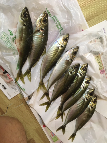 アジの釣果