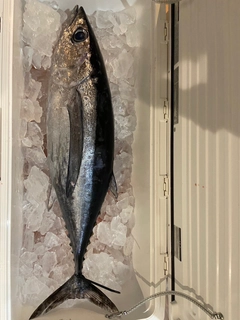 ビンチョウマグロの釣果