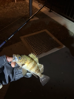 メバルの釣果