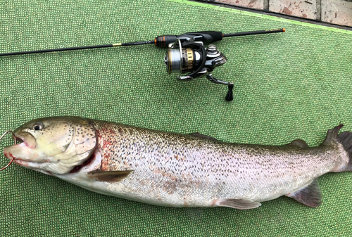 イトウの釣果