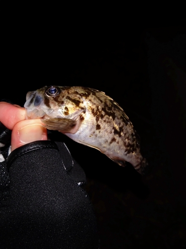 タケノコメバルの釣果