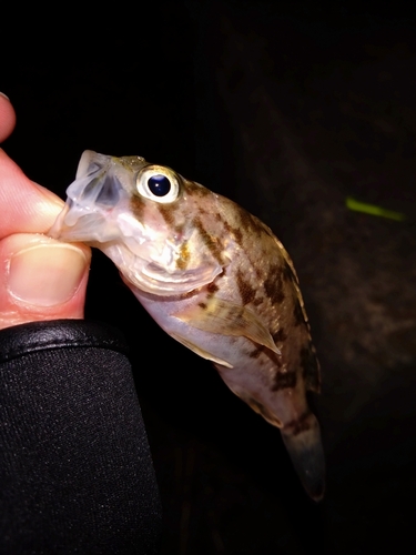 タケノコメバルの釣果