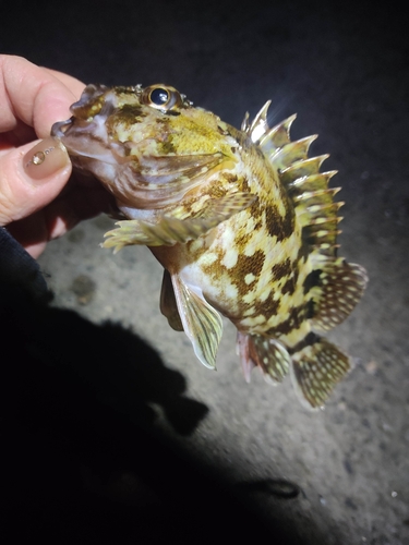 カサゴの釣果