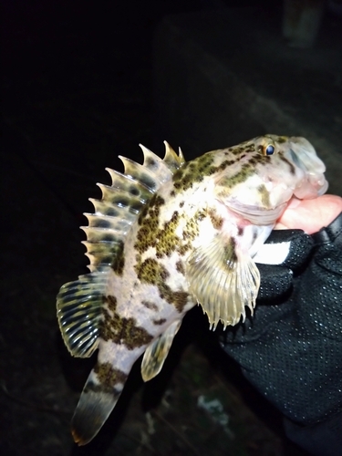 タケノコメバルの釣果