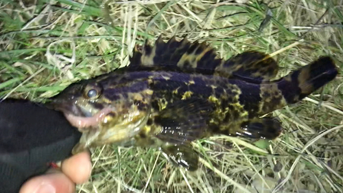 タケノコメバルの釣果