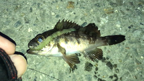 メバルの釣果