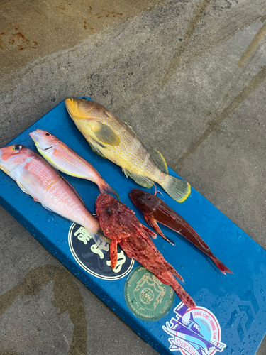 アマダイの釣果