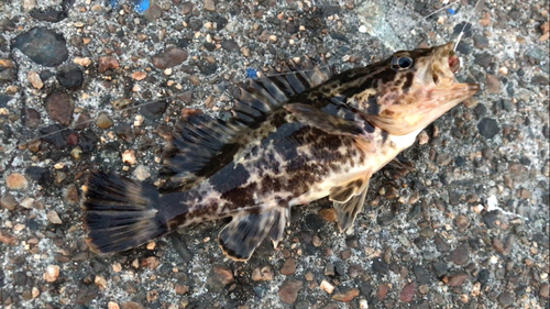 タケノコメバルの釣果